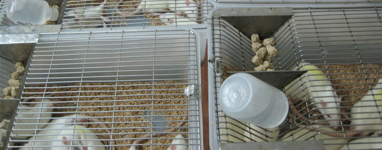 Animal House